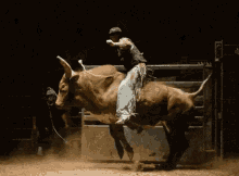 Rodeo Bull